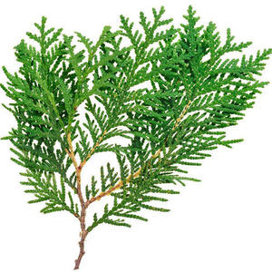 Extracto Natural de <span class=keywords><strong>Thuja</strong></span> <span class=keywords><strong>Orientalis</strong></span> (BO) en Venta, Extracto de Platycladus <span class=keywords><strong>Orientalis</strong></span> para el Cuidado del Cabello - Product Image 6