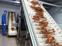 Ligne de traitement entièrement automatique des fruits spéciaux (Argousier, Dattes, Pomme, Micromalus) avec dénoyauteur et remplissage aseptique