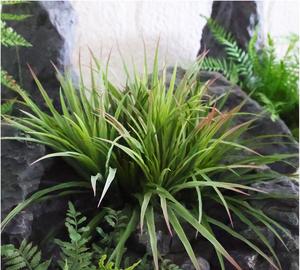 Planta Artificial Personalizada en Maceta, Flores y Plantas Artificiales <span class=keywords><strong>de</strong></span> Alta Calidad, Hierba Realista <span class=keywords><strong>de</strong></span> Colores, Hojas Artificiales Verdes - Product Image 1