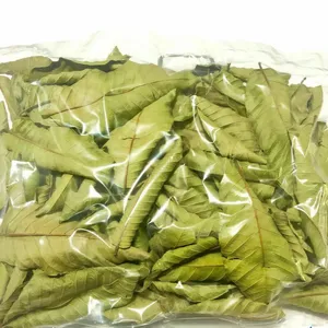 2024 Dried Guava Leaf <b>Best</b> Seller: A Premium Product Made in Vietnam at the <b>Best</b> Price from Blue Lotus Farm Vietnam - Product Image 3