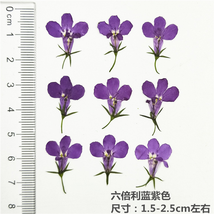 MH99 naturel violet 12 pcs/sac
