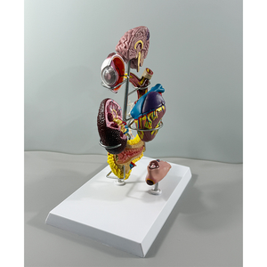 Modelo Anatómico de Diabetes de 8 Partes para la Enseñanza y Formación en Endocrinología - Product Image 4