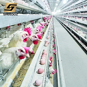 Équipements avicoles pour l'élevage de poulets, cages pour <span class=keywords><strong>poules</strong></span> pondeuses - Product Image 1