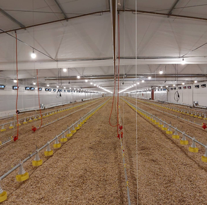 Kích Thước Tùy Chỉnh Prefab Kết Cấu Thép Gà Trang Trại Nhà Gia Cầm Trang Trại Nhà Cho Trang Trại Ứng Dụng - Product Image 3