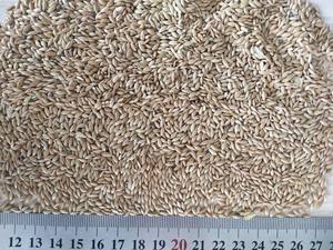 מזון ציפורים בתפזורת ללא GMO זרעים מיובשים זרעי קנריות לציפורים - Product Image 5