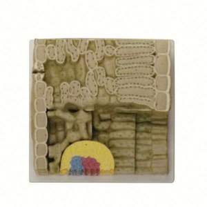 50206.33 Structure de feuille de dicotyléenne typique - Product Image 1