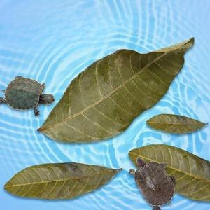 Litière de feuilles de longane PKY pour aquarium de tortues, conditionneur d'eau naturel pour réduire <span class=keywords><strong>la</strong></span> pourriture cutanée, plantes aquatiques noires pour aquarium - Product Image 1