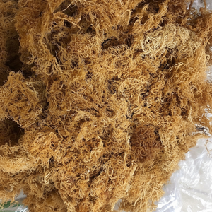 COUTURE IRLANDAISE NATURELLE PREMIUM DU VIETNAM - Product Image 1