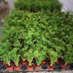 Tanaman Ficus Berdaun Halus dalam Pot untuk Ruang Tamu, Tanaman Hijau Indoor, Pohon Uang, Batang Pohon Selalu Hijau, Empat Musim, Pemurni Udara, Model Cina 050305 - Product Image 5