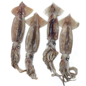 Calamari Congelati Naturali a Basso Prezzo, Fornitore di Calamari Illex Congelati U3 - Product Image 1