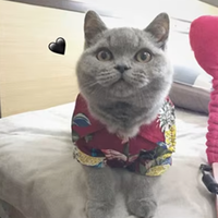 Chemise d'été pour animaux de compagnie MRCOPETAL Costume hawaïen Cool Puppy Vêtements respirants Fashion Cats Apparel for Kitty Cat Clothes Shirt