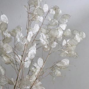 Naturel bouquet de fleurs sèches en gros préservé décoratif vraies fleurs séchées <span class=keywords><strong>lunaria</strong></span> <span class=keywords><strong>annua</strong></span> - Product Image 6