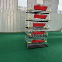 Cages à cailles de type H à 5 niveaux, hauteur 25-28 cm, adaptées aux cailles mâles et femelles pour l'obtention d'œufs fécondés