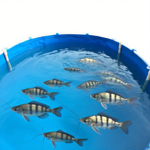 Vente <span class=keywords><strong>en</strong></span> gros Réservoir d'eau flexible <span class=keywords><strong>en</strong></span> PVC Réservoir de pisciculture Bassins de piscine <span class=keywords><strong>en</strong></span> PVC pour élevage de poissons - Product Image 3