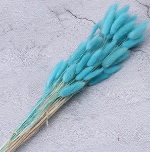 Fourniture d'usine Prix attractif Queue de lapin Herbe Bundle Fleur séchée Diverses couleurs <span class=keywords><strong>Lagurus</strong></span> Ovatus Queue de lapin Herbe - Product Image 5