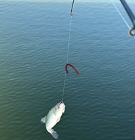 Ligne de pêche tressée améliorée à 8 brins, 100 m, ligne PE pour rivières et lacs