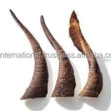 Claxon de Ram Natural/cuerno de oveja, producto personalizado, gran oferta - Product Image 4