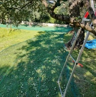 Tunesië Griekenland Italië Bulgarije Olijvenoogstnetten 6x10 3x5m 70gsm 85gsm 90gsm JC004