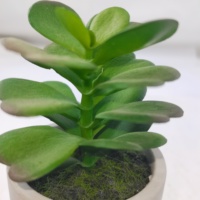 Fausses plantes succulentes d'extérieur résistantes aux UV, plantes de cactus artificielles dans des pots de ciment, décoration d'ornements de jardin tous temps