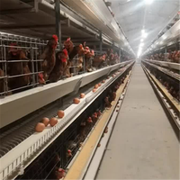 Nouveau poulailler automatique multicouche de haute qualité de type H galvanisé à chaud avec 1 an de garantie pour élevage de poulets