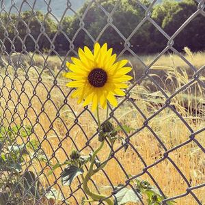 10 Gauge Gegalvaniseerd 2 "X 2" Tennisbaan Kettingschakel Gaas - Product Image 2