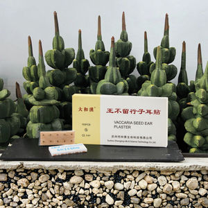 TCM耳種子オーリクロセラピー石膏天然疼痛緩和ストレス & 睡眠サポート - Product Image 3