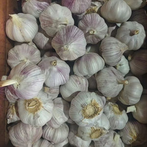 2025 Ajo blanco fresco normal 5,5 cm 6,0 cm Semillas de ajo para <span class=keywords><strong>plantar</strong></span> vegetales Proveedor mayorista Alho Fresco Popular en Brasil - Product Image 3