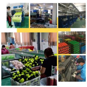 Palline da Tennis Premium per Cani, Uso Familiare, Produzione di Palline in Gomma per Intrattenimento, Giocattoli per Animali Domestici - Product Image 6