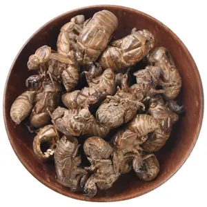 Pure natural Periostracum Cicadae PE. Cicada Slough
