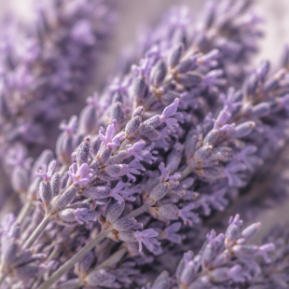 Huile Essentielle de Lavande Naturelle Douce de <span class=keywords><strong>Provence</strong></span>, Matière Première Parfumée pour la Fabrication de Parfums DIY - Product Image 2