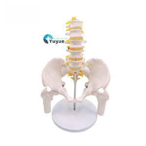 5-Pelvis Cut <span class=keywords><strong>Femur</strong></span> kemikleri ile lomber vertebra modeli sinirler 24x20x30cm tıbbi bilim için insan iskelet modeli - Product Image 1