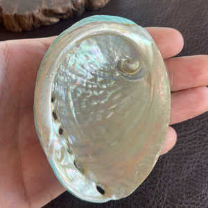 Commercio all'ingrosso in avorio naturale australiano verde Abalone conchiglia di <span class=keywords><strong>mare</strong></span> crudo corno stile con tecnica lucida decorazione artigianale - Product Image 4