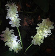 Luz de tierra con forma de hortensia LED, lámpara impermeable para jardín, iluminación exterior con energía Solar para Garden Street - Product Image 2