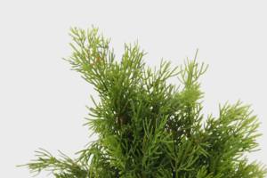 Planta Artificial profesional de alta calidad de estilo nórdico, 60cm, 13 ramas, árbol de Navidad denso, plantas bonsái - Product Image 5