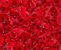 Venta al por mayor de calidad, polvo de <span class=keywords><strong>Rosa</strong></span> Soluble en agua Natural a granel, extracto de flor de <span class=keywords><strong>Rosa</strong></span> Natural puro a granel - Product Image 3