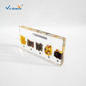 Échantillons d'enseignement biologique et génétique pour la vérification du principe de ségrégation génétique du maïs - Product Image 4