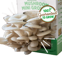Kit de boîte de culture de champignons Design campagnard pour champignons cultivés à la maison pour le jardin, la cuisine et le bureau.