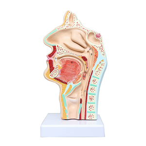 Modèle anatomique de l'enseignement de la médecine, modèle pathologique de l'enseignement du nez, de la bouche et de la gorge humains - Product Image 2