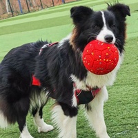 Jouet pour chien flottant en ETPU de luxe, écologique, haute élasticité, durable, résistant aux morsures, pour chiens de petite et grande taille