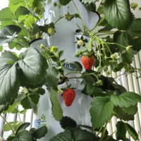 Tour de culture aéroponique verticale Tru-Spring à 9 étages avec pompe |   Kit de plantation de légumes et d'herbes pour jardin d'intérieur, prise électrique européenne