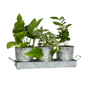 Pots de fleurs en zinc métallique de style ferme avec plateau jardinière de sol en zinc galvanisé utilisation intérieure et extérieure décor de jardin à la maison - Product Image 4