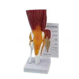Articulación <span class=keywords><strong>de</strong></span> <span class=keywords><strong>rodilla</strong></span> humana <span class=keywords><strong>de</strong></span> tamaño natural con músculos y <span class=keywords><strong>ligamentos</strong></span>: modelo <span class=keywords><strong>de</strong></span> enseñanza anatómica para educación médica - Product Image 2