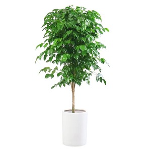Plante artificielle d'intérieur et d'extérieur avec pot pour la décoration intérieure Nouvelle plante verte naturelle morden Offre Spéciale acheter à bas prix en gros - Product Image 4