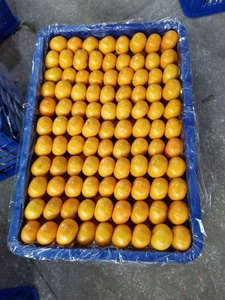 Nueva cosecha Fresh Naval <span class=keywords><strong>Orange</strong></span> Sweet Fruit <span class=keywords><strong>Orange</strong></span> Fresh Mandarin <span class=keywords><strong>Orange</strong></span> - Product Image 3