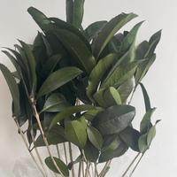 Alles-in-één groothandel geconserveerd plantenblad, eeuwigdurend natuurlijk osmanthusbloemblad voor bloemstukken, zacht DIY gedroogd bladermateriaal