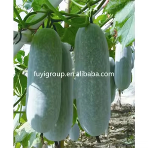 แตงโมฤดูหนาวสดสำหรับแตงโมใหญ่ขายส่ง - Product Image 4