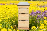 Imkerei-Ausrüstung Natürlicher Holz-Bienenstock mit 3 Ebenen Langstroth-Bienenstock mit 30 Bienenrahmen