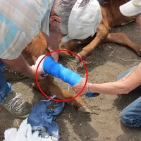 Nouvelle Bande de Pansement Auto-Adhésive Non Tissée de Haute Qualité pour l'Entretien des Sabots des Bovins, des Vaches et des Chevaux, Respectueuse de l'Environnement