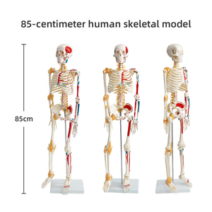 Modello di anatomia della scienza medica modello di scheletro umano 85cm FRT011 mezzo muscolo e mezzo legamento - Product Image 1