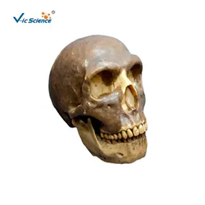 猿人头骨模型骨骼头模型医学科学
